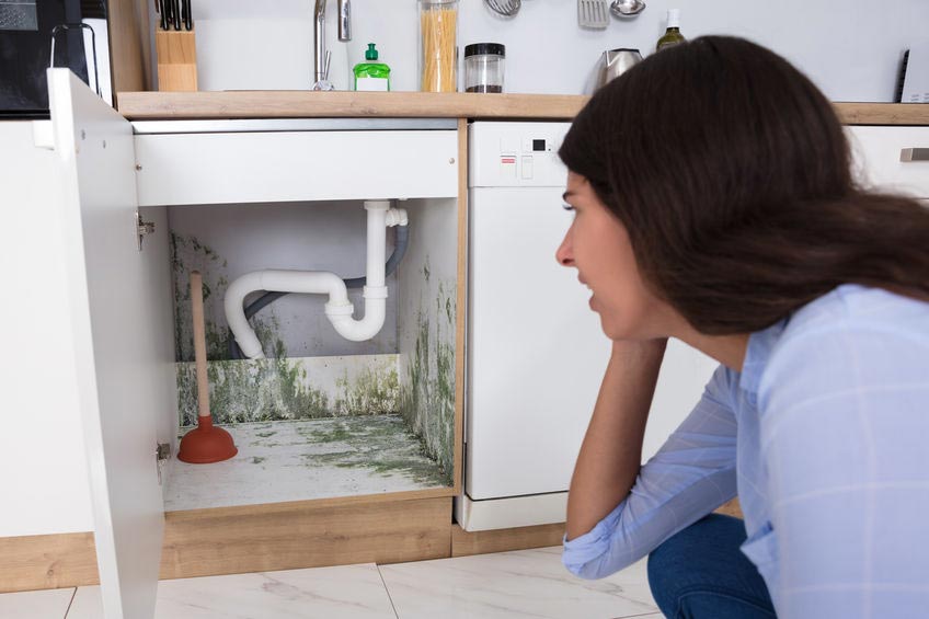 Mold growth visible underneath a kitchen cabinet.