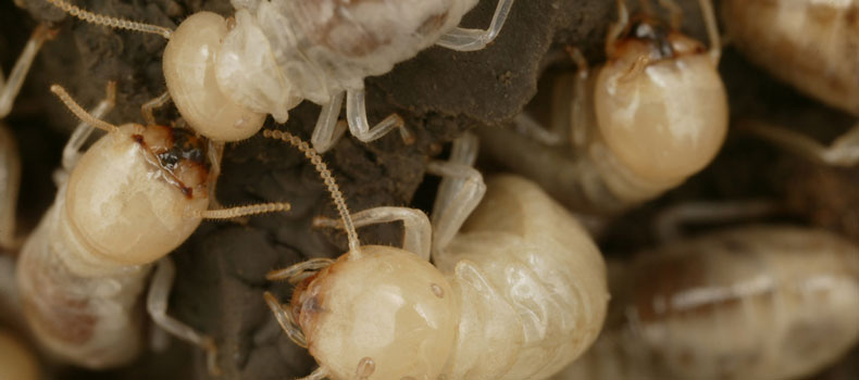 Get a termite (or wood destroying organism) inspection from Extensive Home Inspections